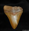 Bone Valley Megalodon Tooth #528-1